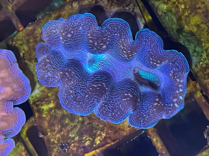 五一科普游看巨幕电影国际空间站赏贝类之王砗磲