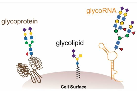 生命体内全新生物分子糖RNA首现