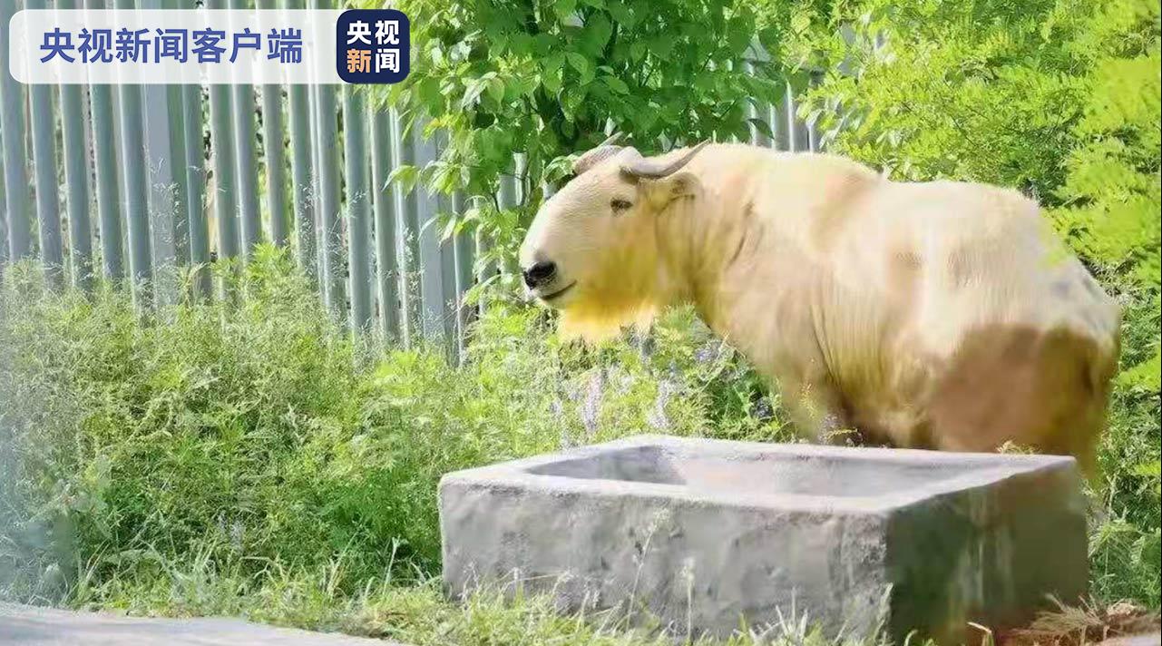 世界唯一棕色人工饲养大熊猫即将在陕西秦岭四宝科学公园与游客见面