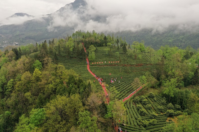 四川绵阳北川促进产业优化升级推动羌山茶叶高质量发展