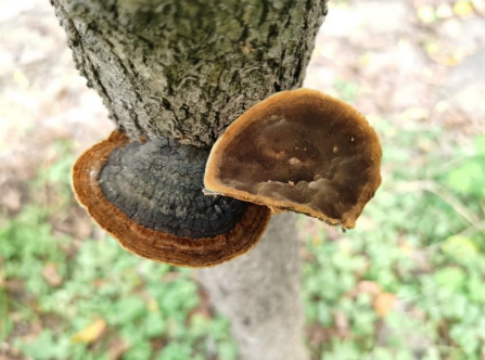 （鲍姆桑黄孔菌 图片来源：北京市生态环境局）