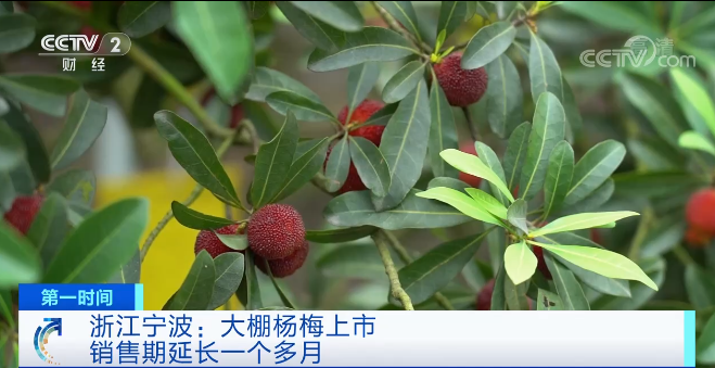 东魁杨梅几月份结束
