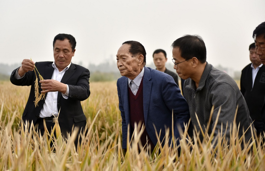 图忆无双国士袁隆平一生东风不语英雄泪笑看稻香万里浪