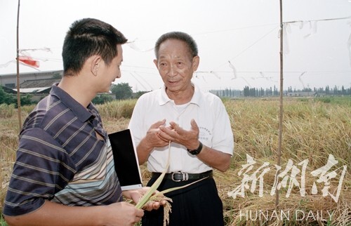 2001年9月25日,中国工程院院士袁隆平在试验田里察看超级杂交水稻.