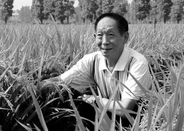 91岁袁隆平逝世这位魔稻祖师才是永远的国民偶像