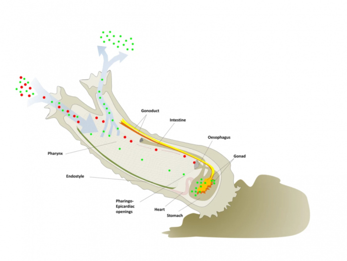 研究表明海鞘可被用于追踪海洋中的微塑料