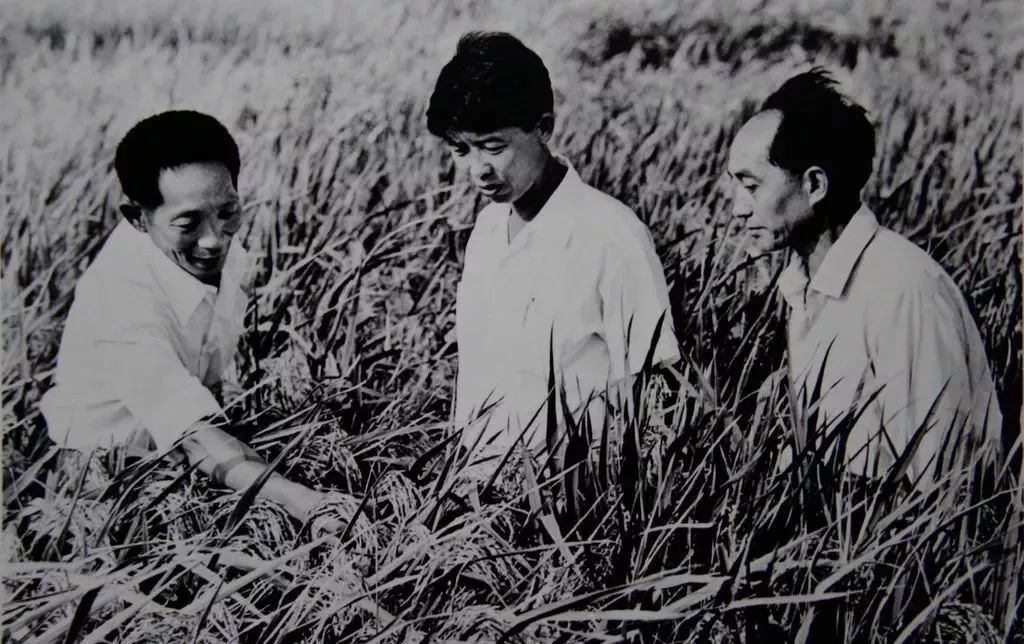 经过十年攻关，袁隆平于1973年成功培育籼型杂交水稻图为袁隆平（左）与湖南省农科院水稻所的科研人员在田间研究杂交水稻