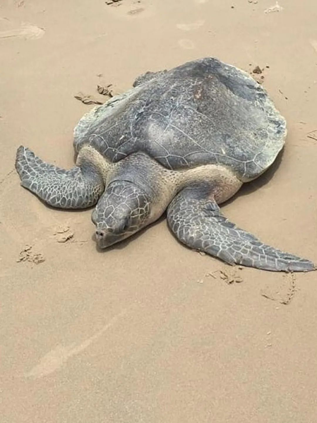 海龟守护大海她守护海龟