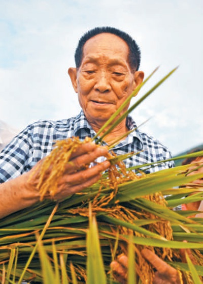 袁隆平在查看水稻生长情况。　新华社记者 陆波岸摄