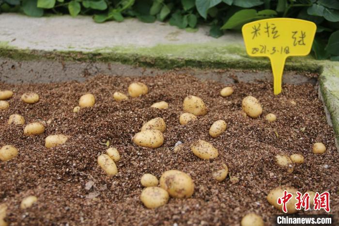 脱毒种薯. 袁子寒 摄