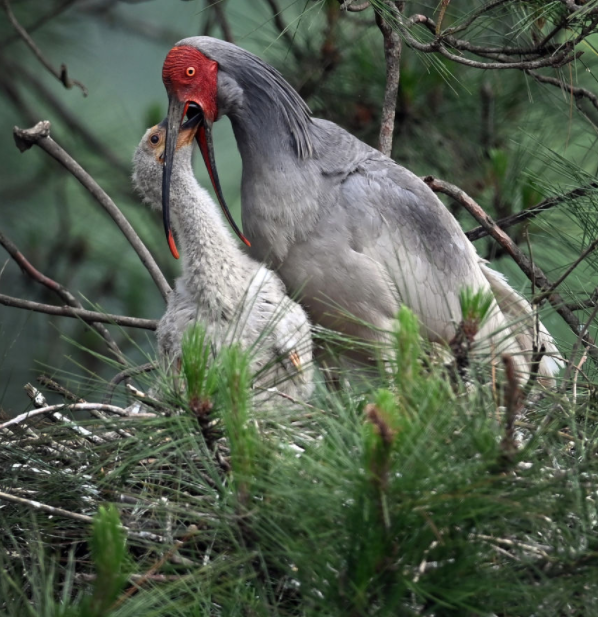 【8点见】致4死3伤,大连劳动公园肇事司机已被抓获