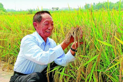 稻香泽被华夏 英雄本是老农|袁隆平|杂交水稻|科研_新浪新闻
