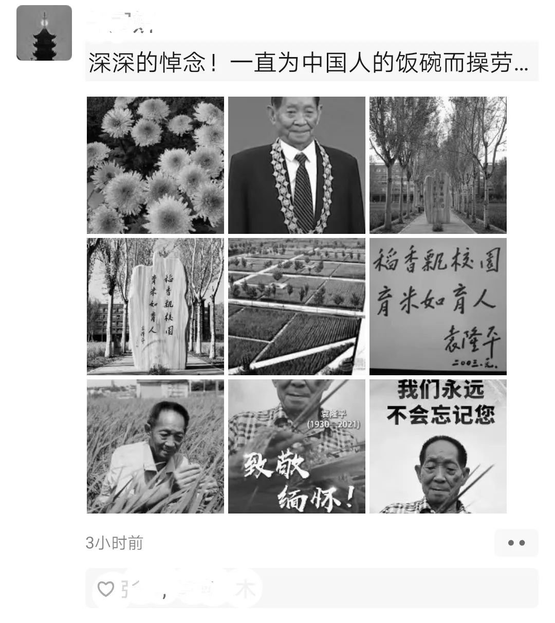 缅怀沈阳建筑大学师生在袁隆平题词纪念石前敬献鲜花