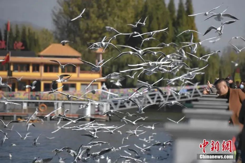 资料图：云南昆明，红嘴鸥在滇池边翱翔。中新社记者 刘冉阳 摄　