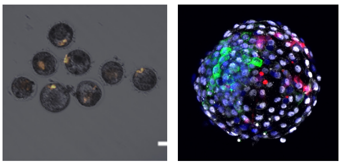 图2 显微镜下的人-猴嵌合体。左图发光部分与右图中的红色部分为用荧光分子标记的人扩展多能干细胞 | 来源：课题组