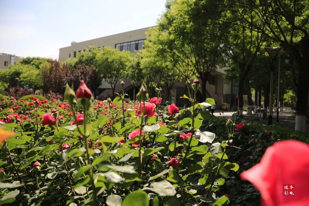 校花来了