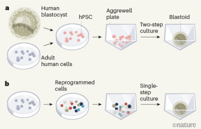 图3 两种“类胚胎”的产生方法：第一种方法通过培养各种来源的人多能干细胞，使其聚集成类似人类早期胚胎的结构；第二种方法则通过重编程体细胞实现类似目的。