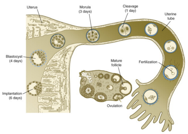 图5. 受精卵形成后在输卵管和子宫内的移动 