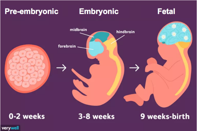图4 人类胚胎发育的三个时期，胚前期（pre-embryonic period）,胚期（embryoic period）和胎期（fetal period）| 来源：verywell