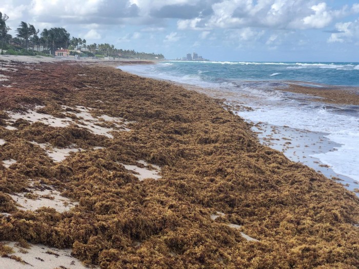氮元素的激增使马尾藻形成了历史上危害最大的藻华