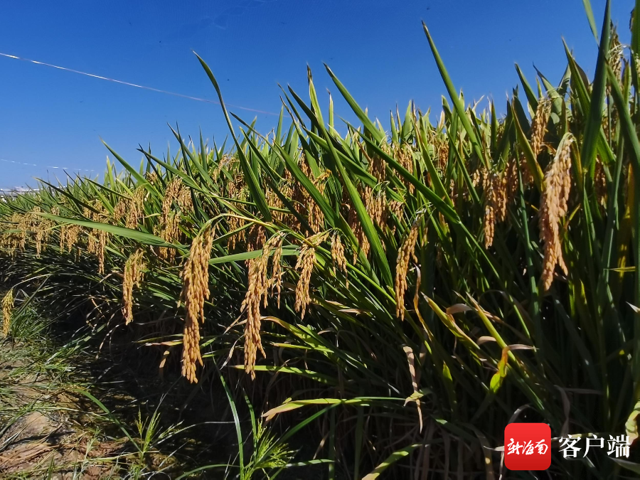 竹稻杂交奇迹 钟章美如何突破物种界限