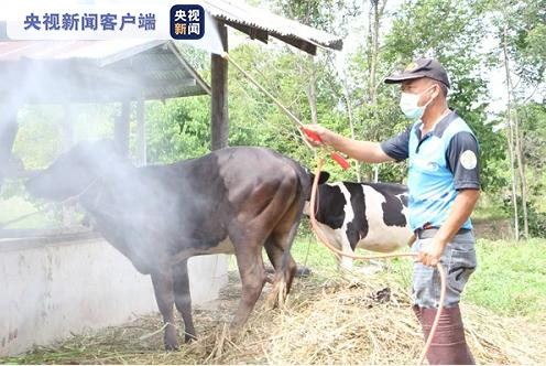 “雪上加霜”！这个国家暴发牛疫！数千头牛被感染​...