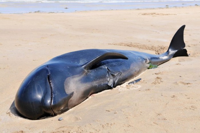 科学家利用搁浅鲸鱼的尸体帮助解答难以捉摸的物种之谜