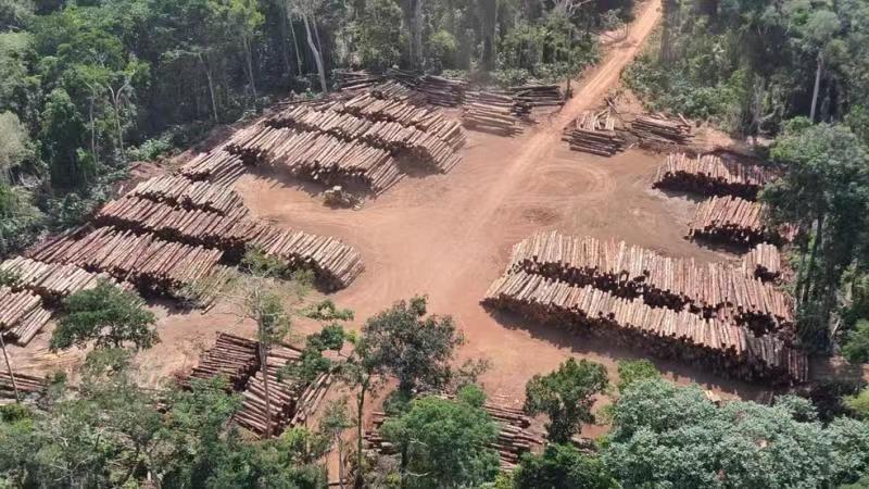 巴西警方第一季度非法木材截获量同期上涨300%