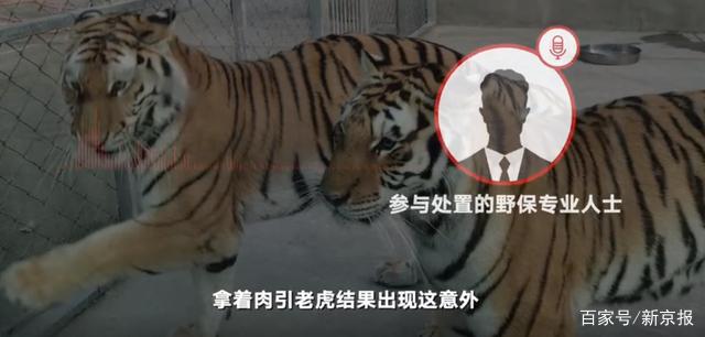 虎咬人口_恐怖!广西发生老虎咬死人事件!人被活活咬死,太可怕了!