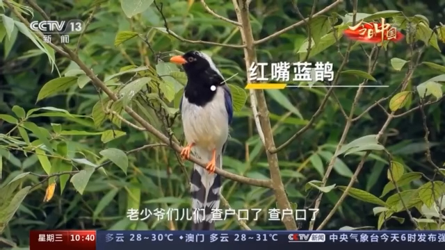 今日中国·福建丨武夷山“真宝贝”——神奇的动植物世界