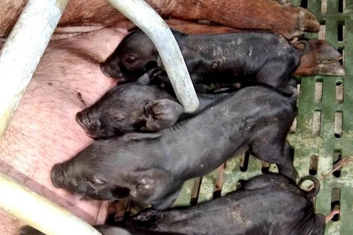 首例克隆粤东黑猪诞生 保护濒危地方猪种 克隆 新浪财经 新浪网 首例克隆粤东黑猪诞生 保护濒危地方猪种 克隆 新浪财经 新浪网