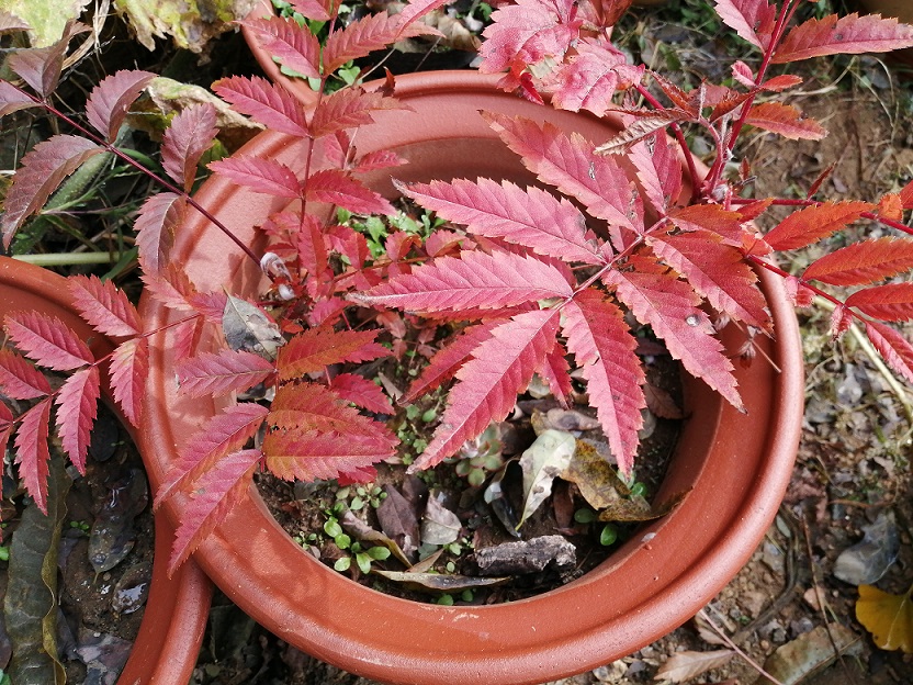 △泰山花楸幼苗