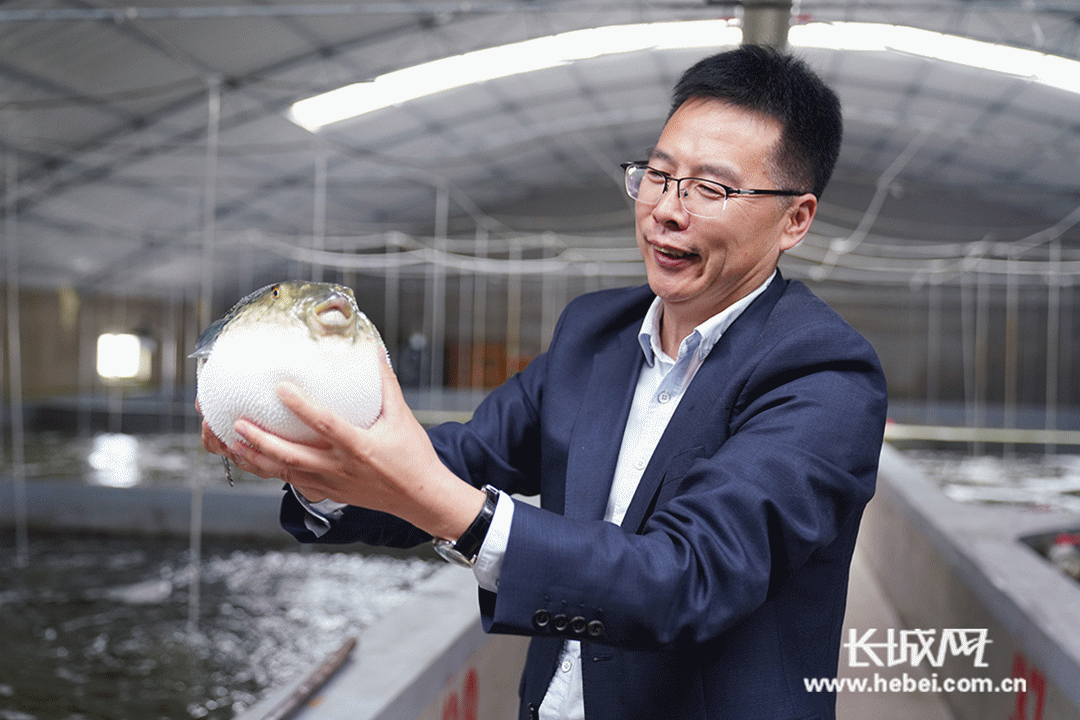 海都渔业集团董事长李卫东正在查看河豚生长情况。长城网记者 冯立华 摄