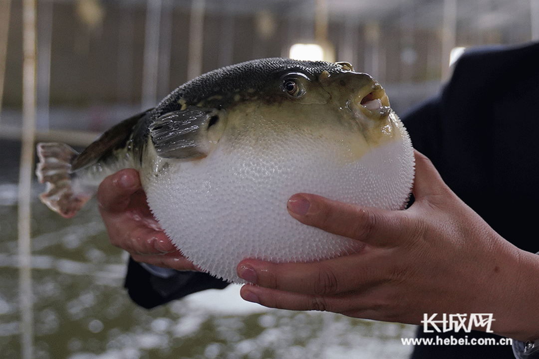 红鳍东方豚。长城网记者 冯立华 摄