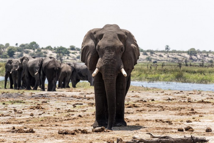 研究：粪便和尿液的气味痕迹可以促进对大象的保护