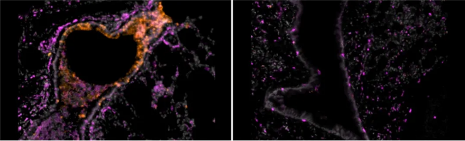 图片来源：Nambulli et al , Science Advances