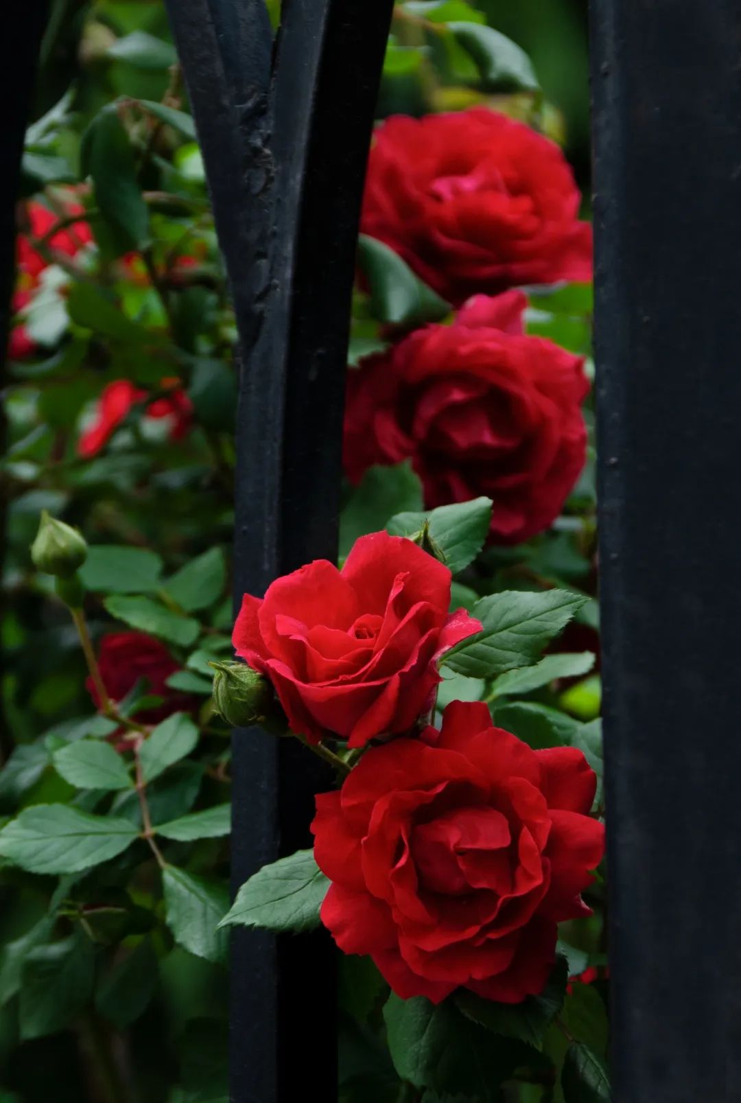 海大蔷薇正在派送中