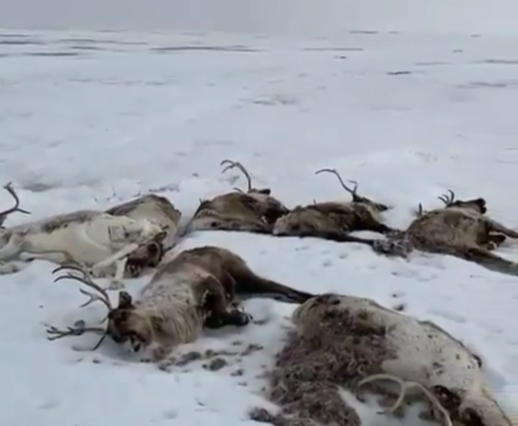 俄罗斯远东地区大批野生驯鹿因饥饿死亡