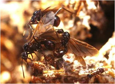 “反社会”的寄生蚂蚁是怎么诞生的？