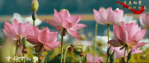 为建党百年献礼对未来的憧憬唱响对田野的热爱歌唱着《在希望的田野上