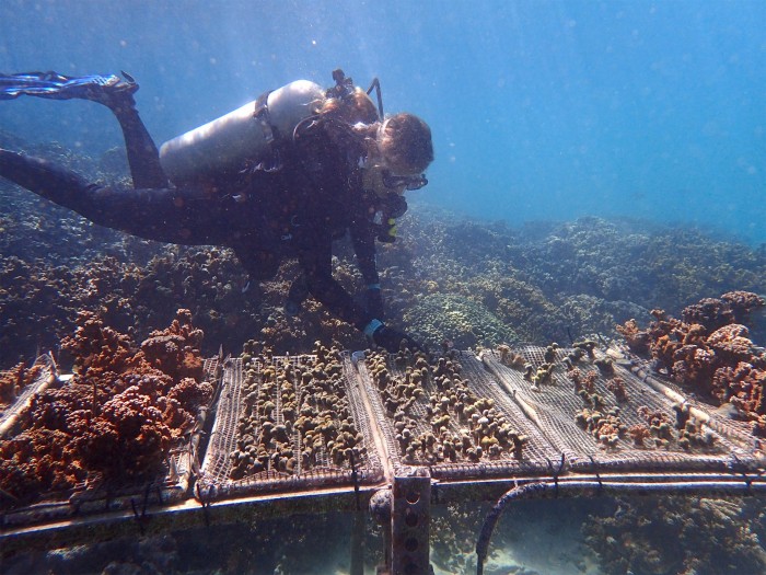 抗气候变化的珊瑚可以为白化珊瑚礁重新带来生机