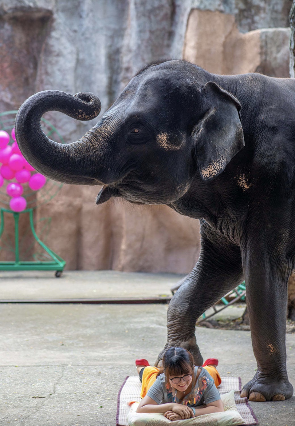 受疫情影响 泰国一动物园出售11头大象