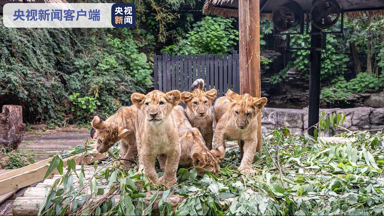 广州长隆：非洲狮五胞胎亮相