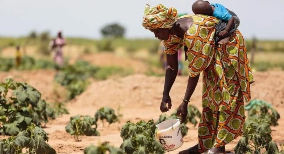 塞内加尔超三十万人面临饥荒威胁