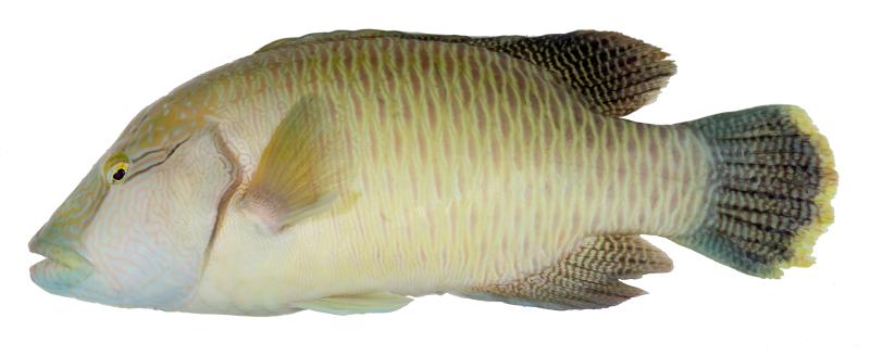 苏眉鱼求偶秘诀被破解了