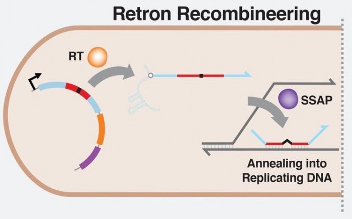 说明新的Retron Library Recombineering（RLR）基因编辑技术如何工作的示意图Max Schubert/哈佛大学Wyss研究所