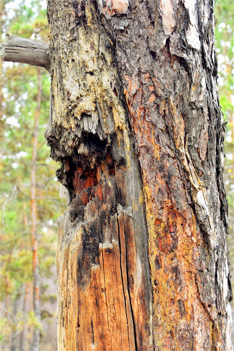 红色旅游丨海拉尔西山公园看这棵中弹树