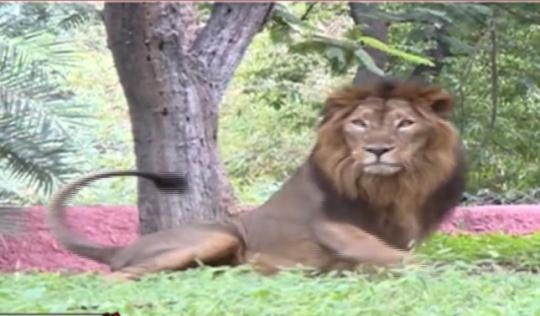 印度一动物园的8头狮子确诊感染新冠病毒