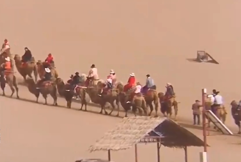 甘肃敦煌景区游客太多导致堵骆驼：曾设置骆驼红绿灯