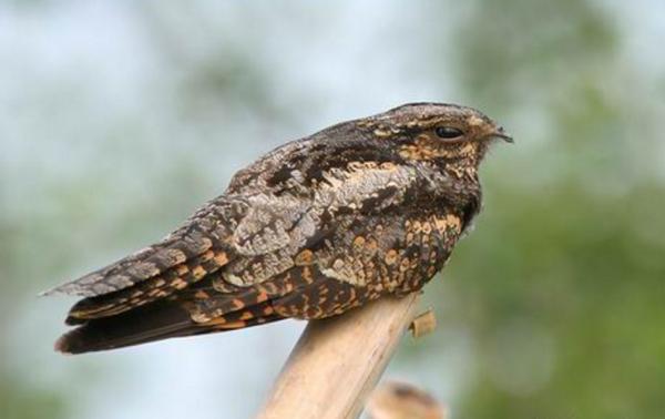 记者咨询了浙江野鸟会专家,确认这一叫声正是来自夜鹰.